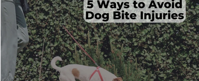 While your dog may be mild-tempered, there is still a chance he may bite. Here are a few ways to avoid dog bite injuries from your dog.