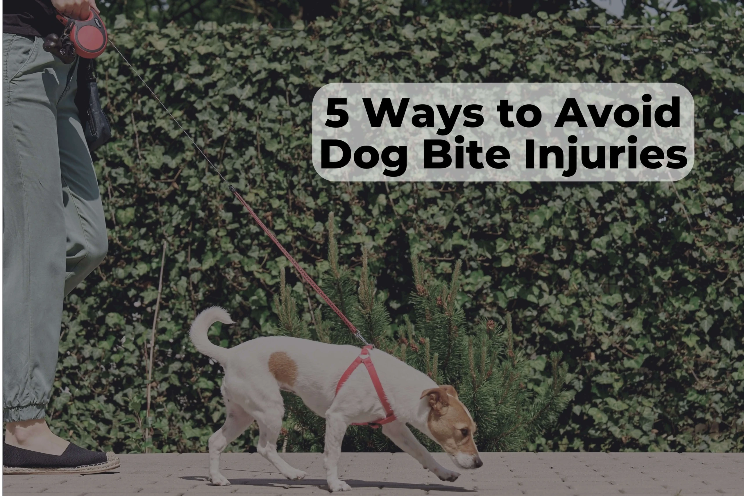 While your dog may be mild-tempered, there is still a chance he may bite. Here are a few ways to avoid dog bite injuries from your dog.