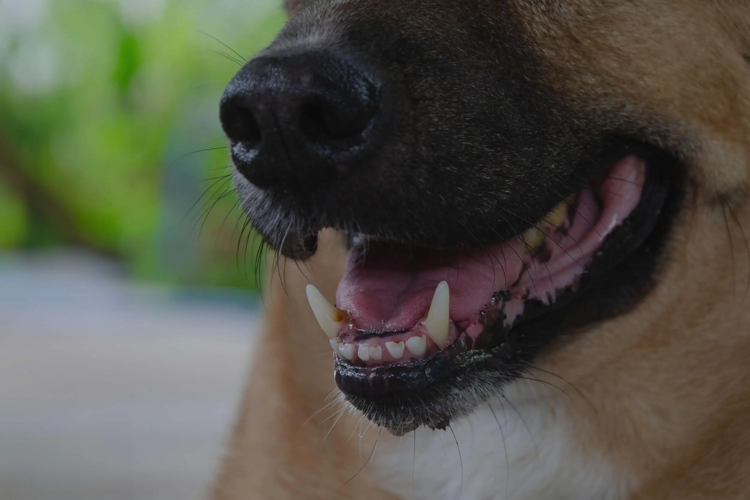 If you've been attacked by a dog, a dog bite lawyer in New Mexico can help you get the compensation you deserve.